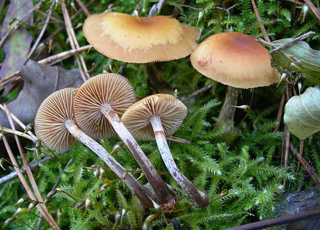 Galerina marginata (Batsch) K�hner